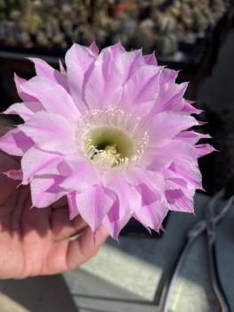 Echinopsis Hybr. lila
